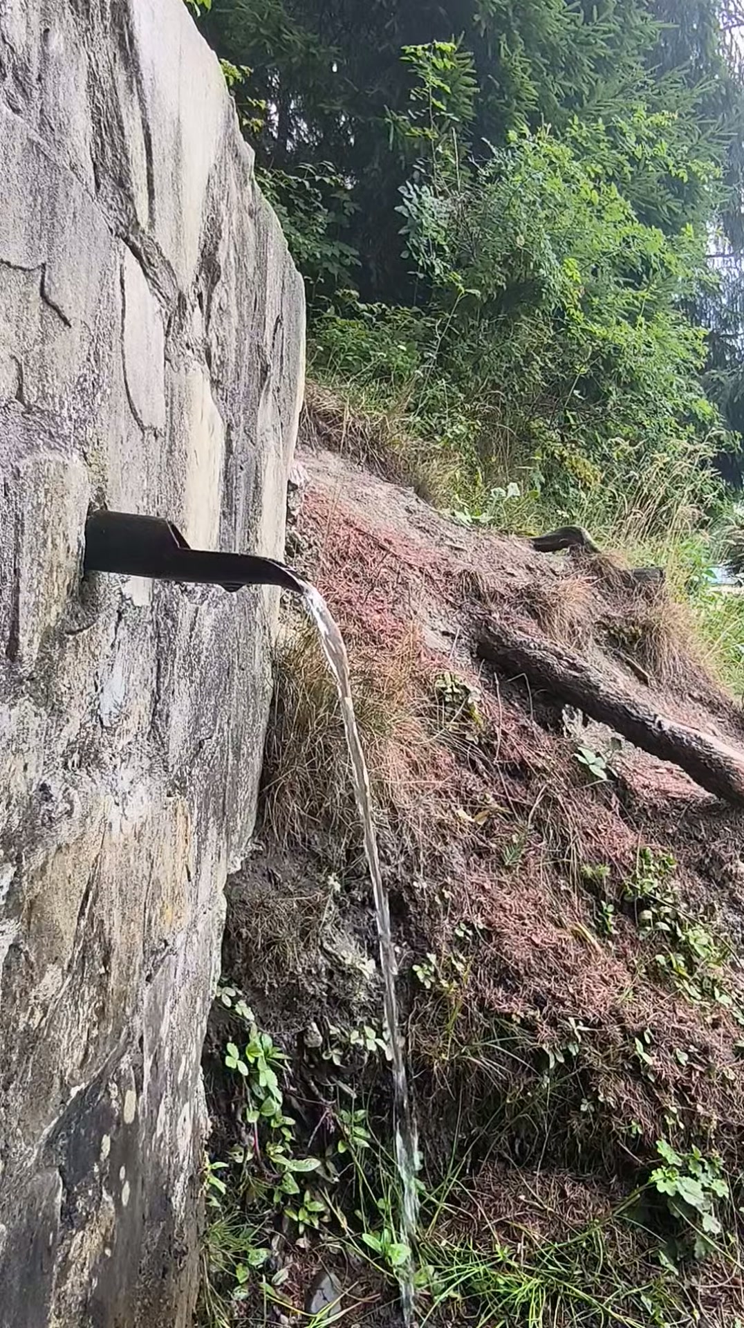 Izvor în pădure, din clipul public Petrea Ciortan despre întâlnirea de la Rarău